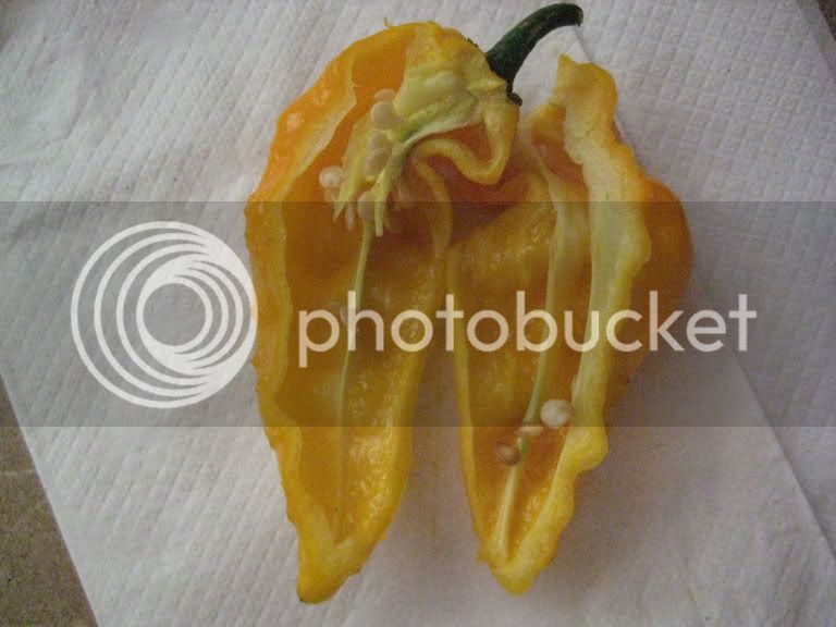 ybhut10.jpg