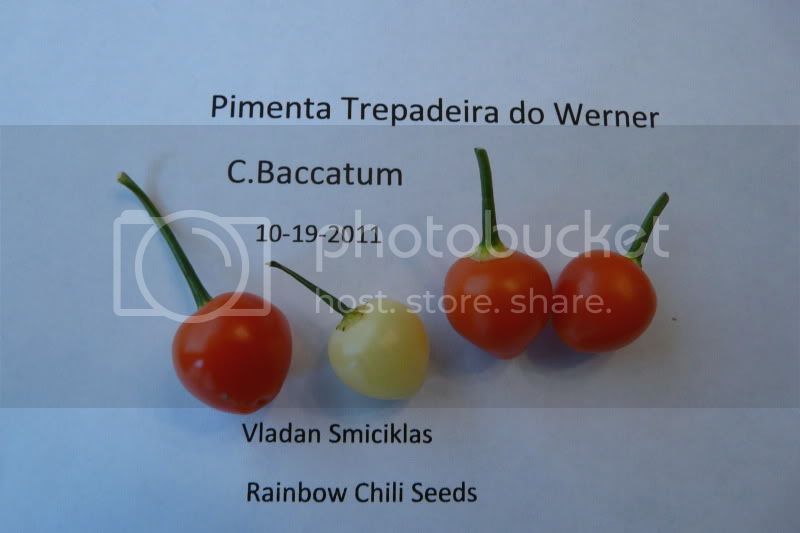 PimentaTrepadeiradoWerner-VladanSmiciklas-rainbowchiliseedsP1050259.jpg