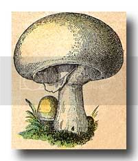 mushrooms-5.jpg