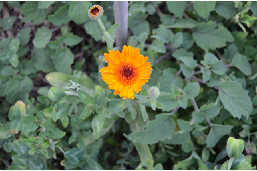 calendula.jpg