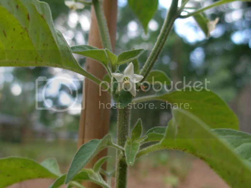 5-6-11Galapaflower.jpg