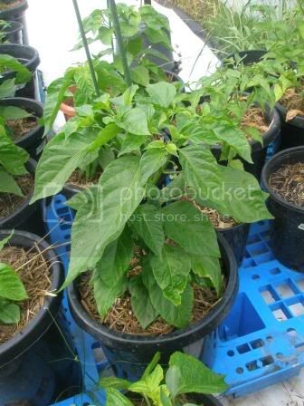 Barrackpore7-pot.jpg