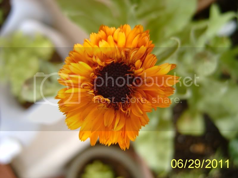 CalendulaTouchofOrange-Red6-30-11.jpg