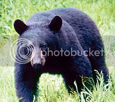 smoky_mountains_black_bear_jpg.jpg