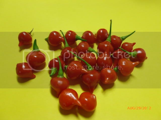 BiquinhoChupetinhared-VladanSmiciklas-RainbowChiliSeedsP1010160.jpg