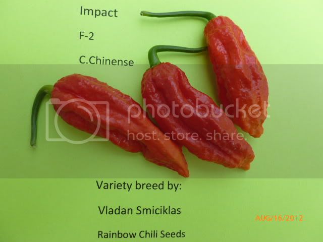 ImpactF-2-VladanSmiciklas-RainbowChiliSeedsP1000938.jpg