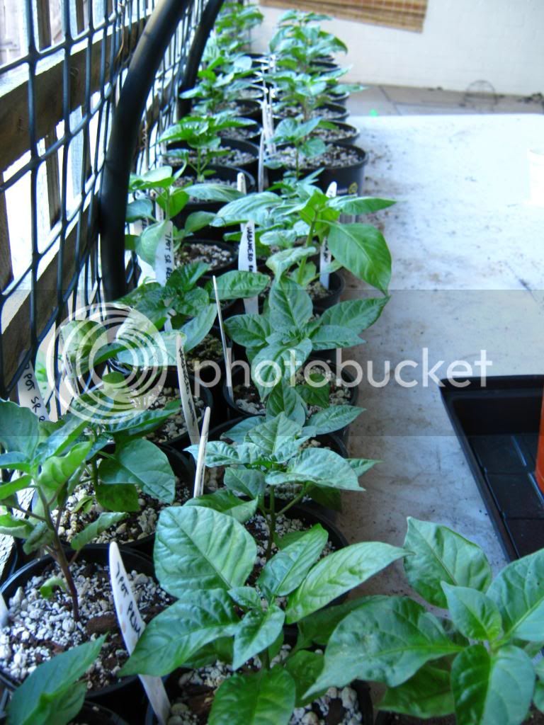 yetmoreplants010.jpg