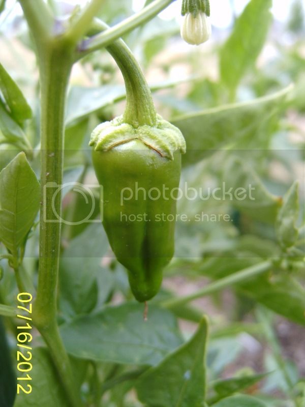 ChilhuacleRojopod-inground7-16-12.jpg