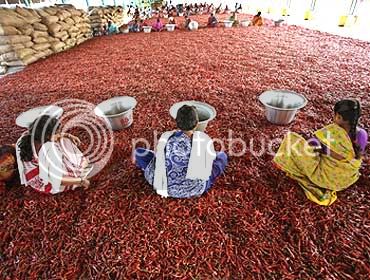 guntur_chilli_market_2009012.jpg