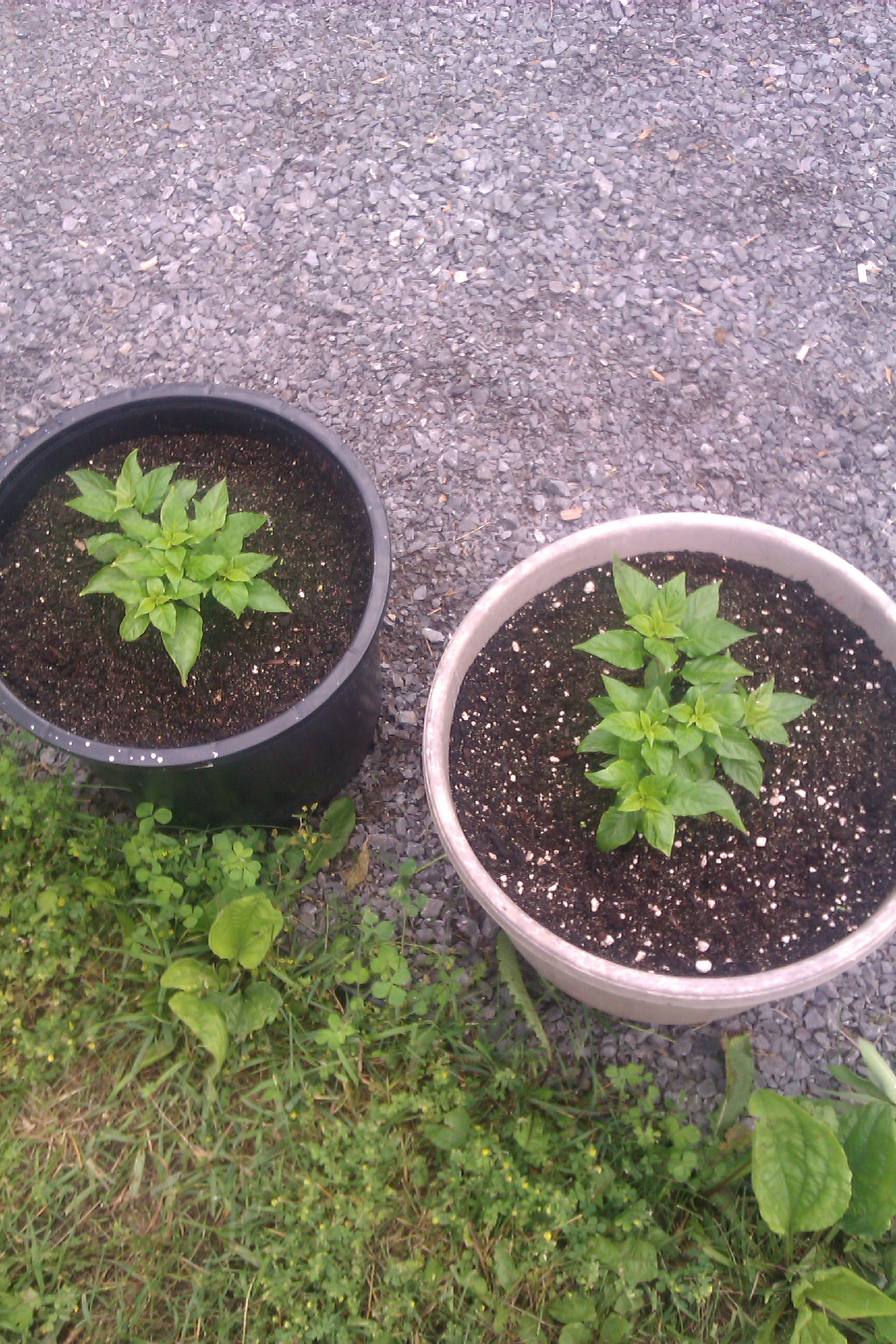 my plants