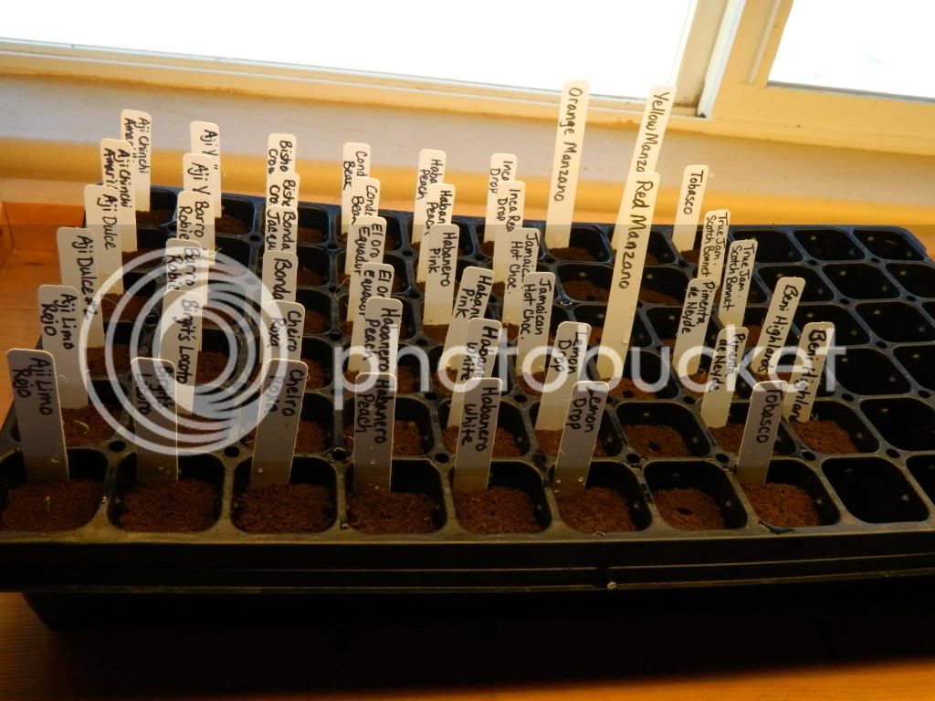 GerminationTraymarkers1-18-13_zps910fa7c8.jpg