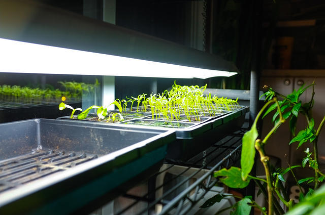 Boostdemon's 2015 Garden - North Carolina