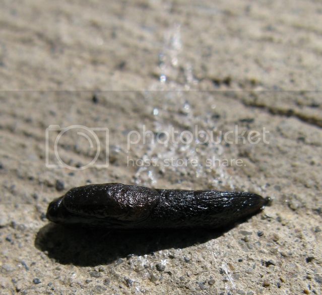 IMG_0436-sun-dried-slug-August-26-2012.jpg
