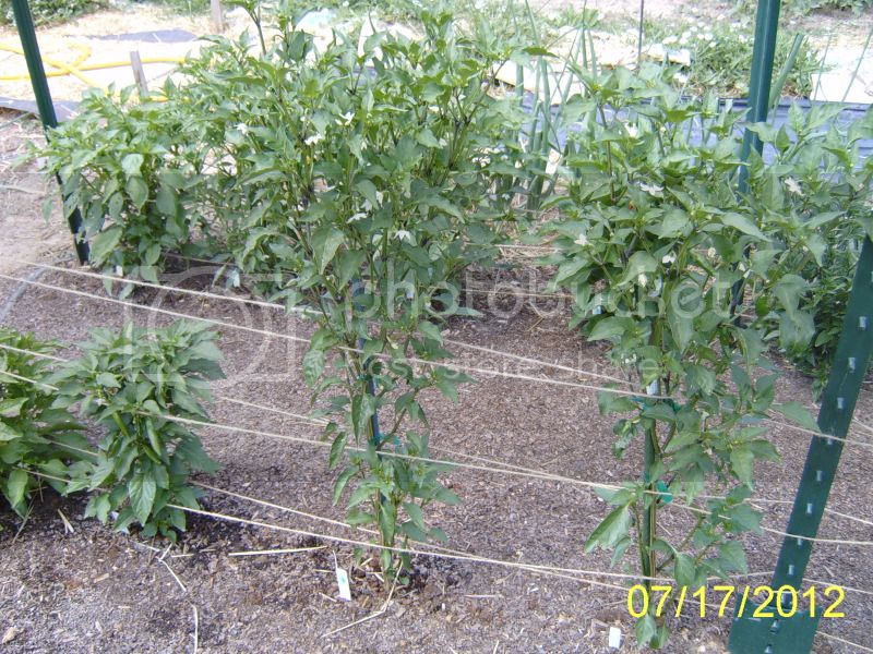 CostenoAmarilloplants7-17-12.jpg