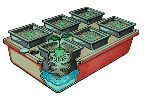 hydroponics-growing-systems-1.jpg
