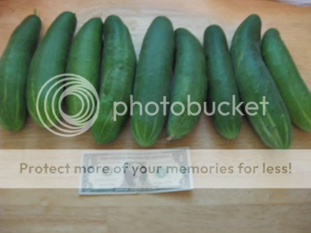 cukes004.jpg