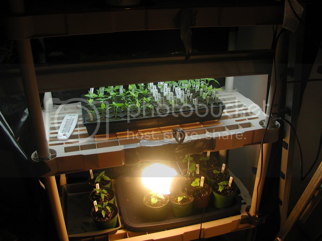 Seedlings_Transplants_31809.jpg