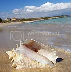 conch-shell-beach-4687496-1_zpsfuyhjyh1.jpg
