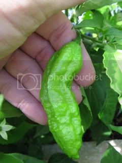 BhutJolokia-1.jpg