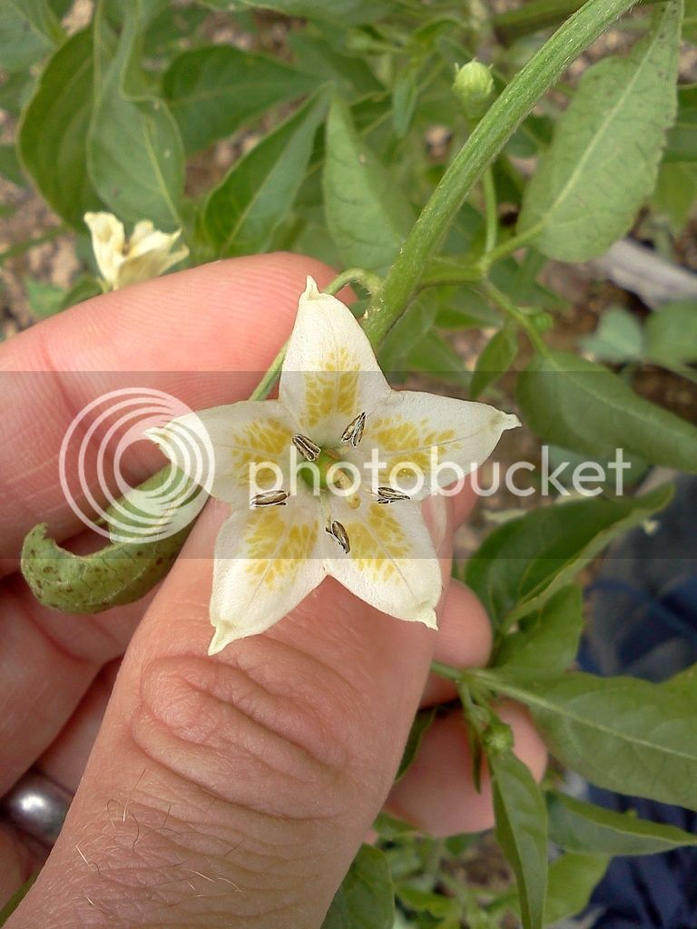 BaccatumFlower3.jpg