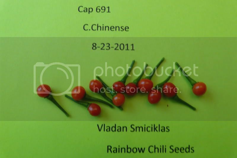 Cap691-VladanSmiciklas-rainbowchiliseedsP1040353.jpg