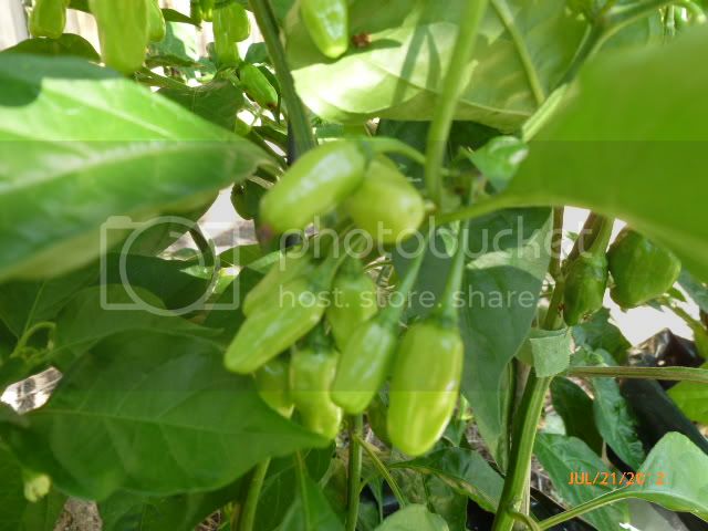 WhiteHabanero-VladanSmiciklas-RainbowChiliSeedsP1000470.jpg