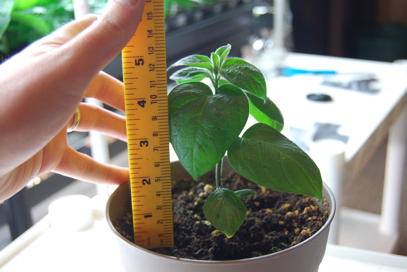 rocoto.jpg