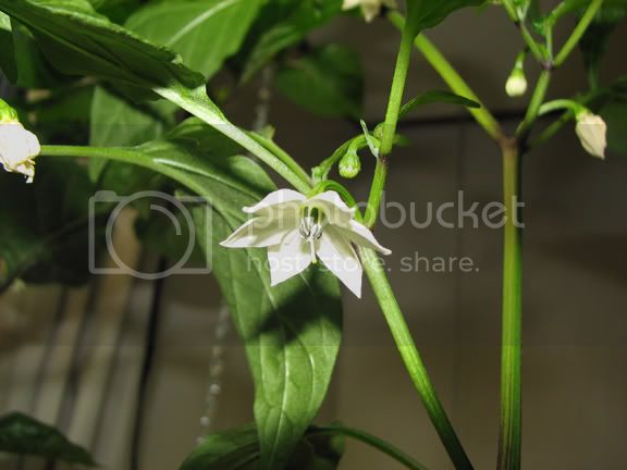 JalapenoMflower.jpg