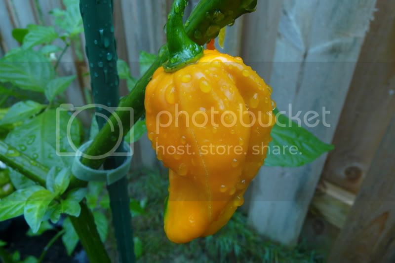 Morougaorange-VladanSmiciklas-rainbowchiliseedsP1040777.jpg