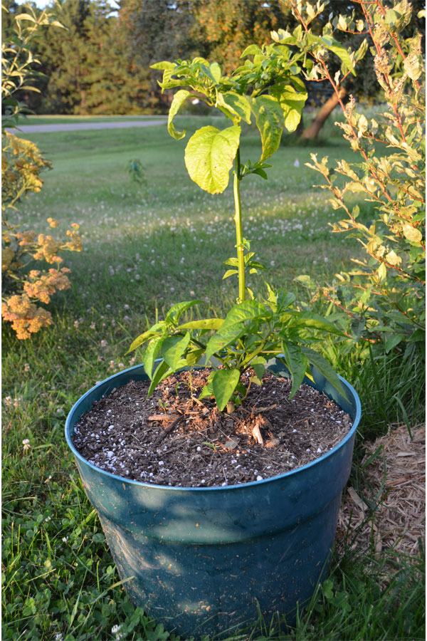 scotchbonnet.jpg