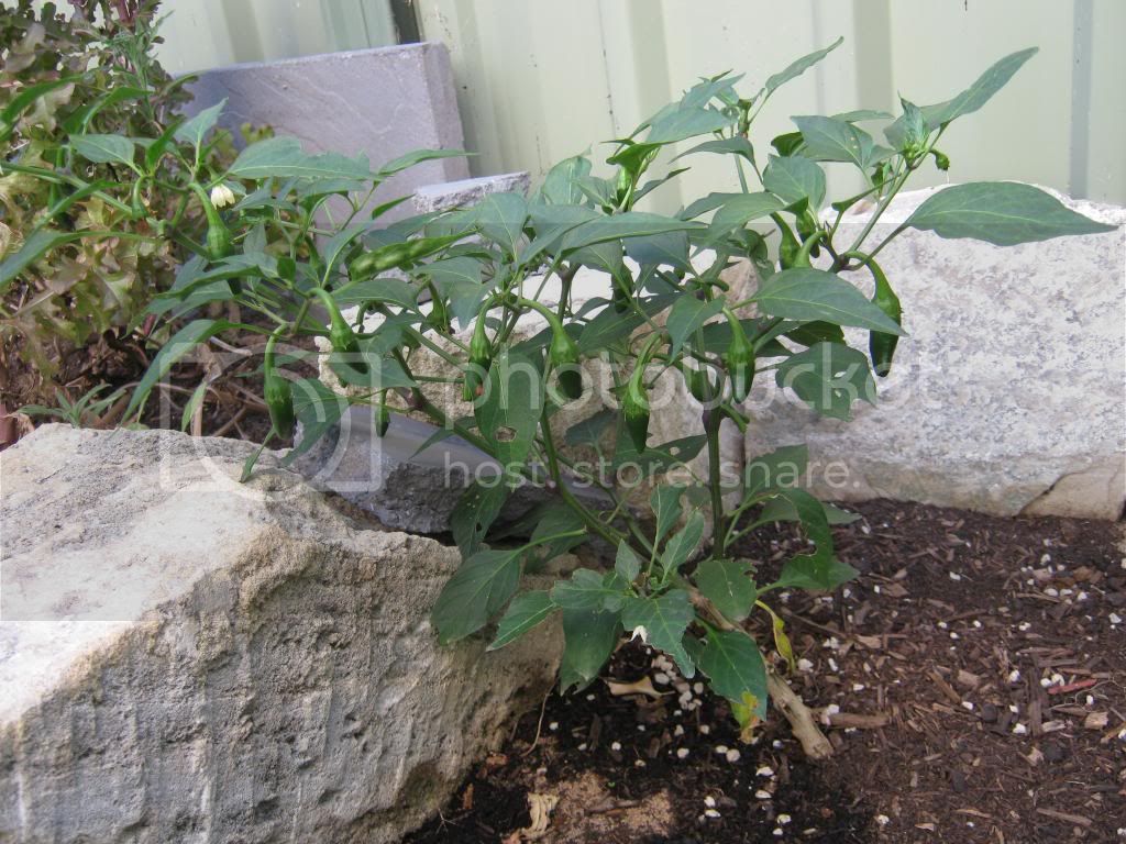 Gardenrecovery048.jpg