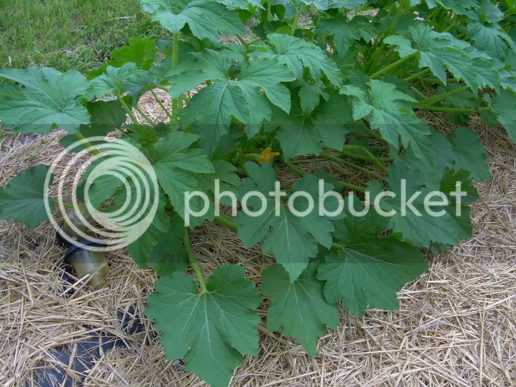 Squashbloom6-28-13_zps8553a80f.jpg