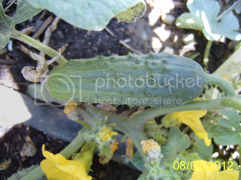 Sumtercucumber8-2-12.jpg