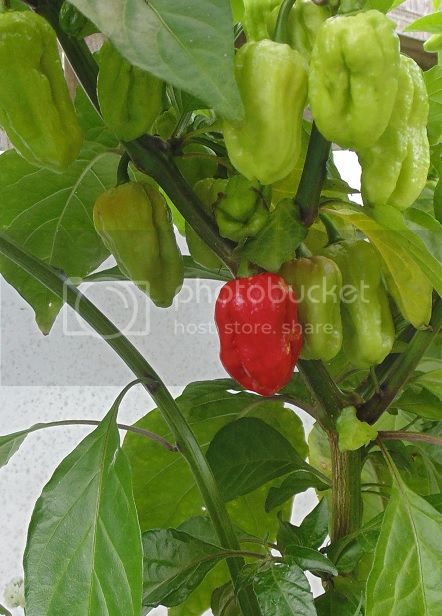 RedBhutPJ7-9-14_zpsbca3398c.jpg