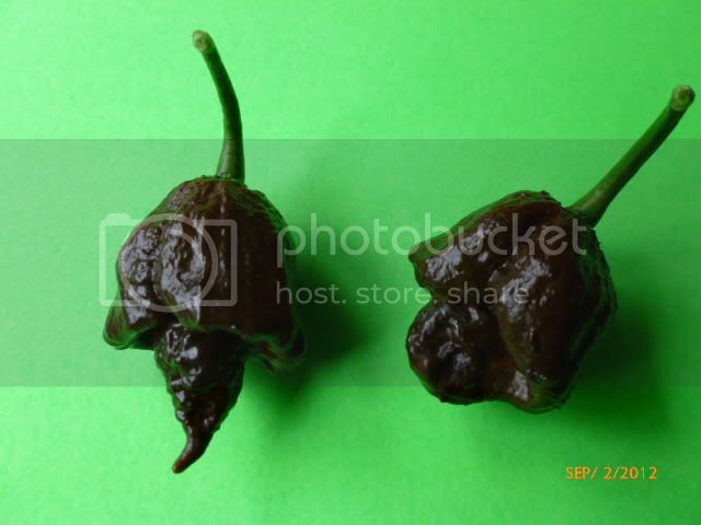 BlackNaga-VladanSmiciklas-RainbowChiliSeedsP1010207.jpg