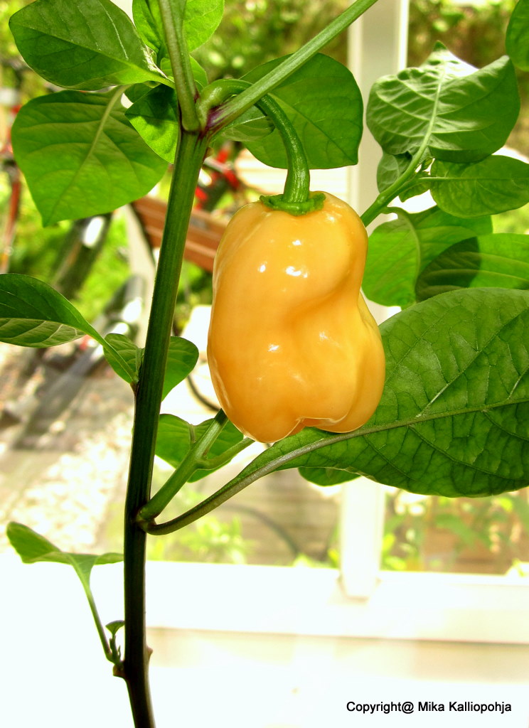 Pink_Habanero_kyps%C3%A4n%C3%A4.jpg