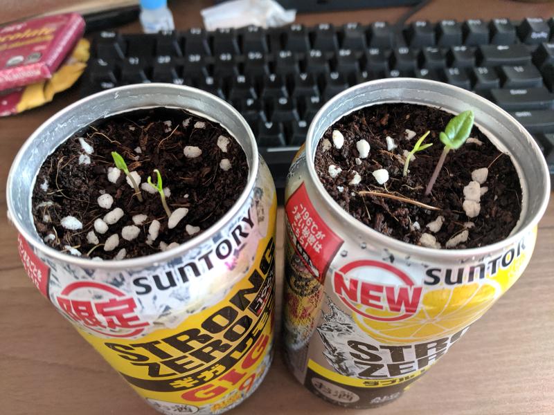 suddenly-sprouts.jpg