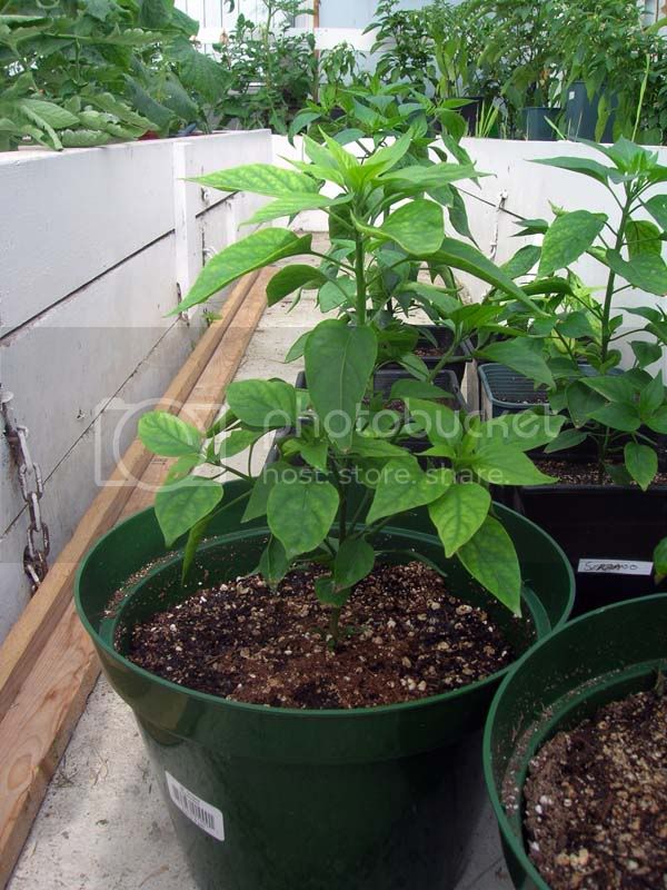 recoveringchiliplants002.jpg