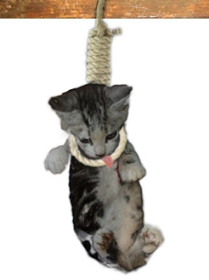 cat_hanging.jpg