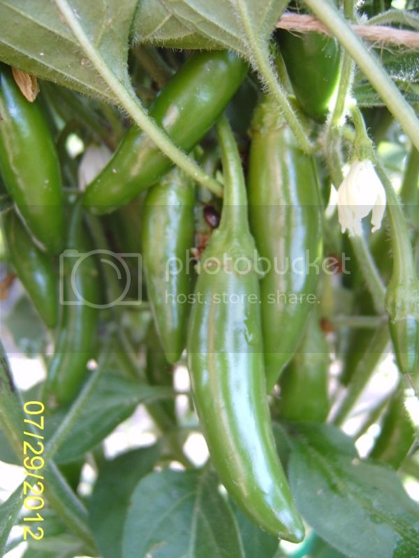 ChileHidalgopods7-29-12.jpg