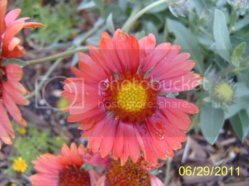 GaillardiaBurgundy6-30-11.jpg