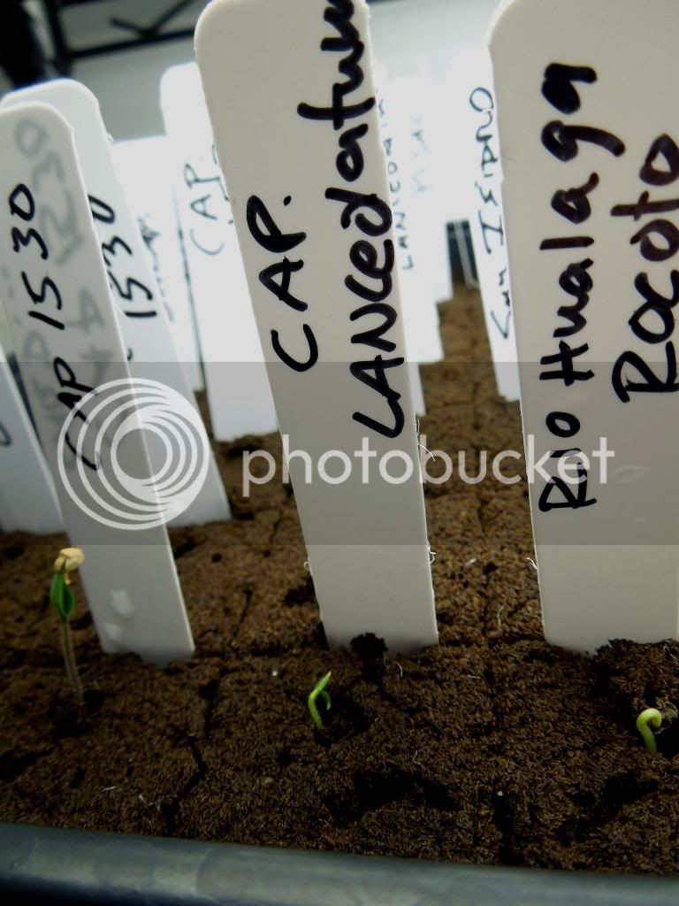 sprouts50131_zps9685bab8.jpg