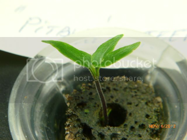 Pitbullteethseedling-VladanSmiciklas-RainbowChiliSeedsP1010543.jpg