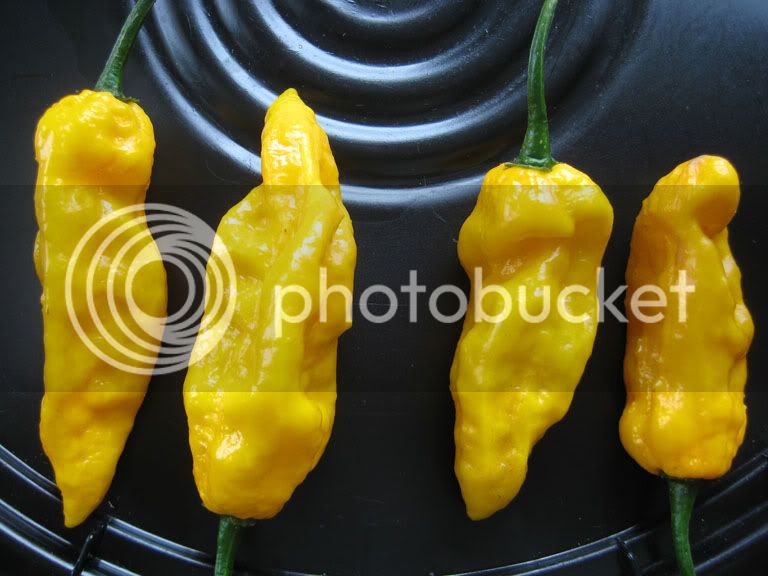 ybhut12.jpg