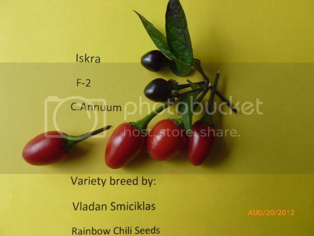 IskraF-2-VladanSmiciklas-RainbowChiliSeedsP1010036.jpg