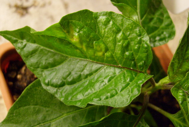 S6301091.JPG