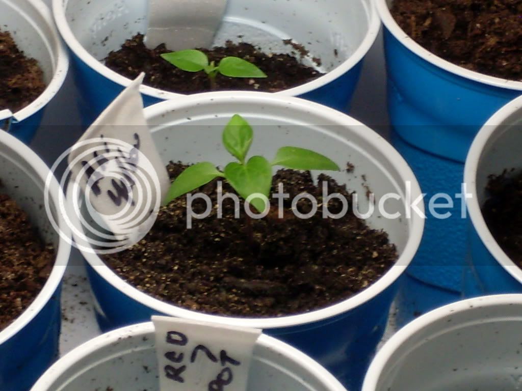 pepperseedlings127.jpg