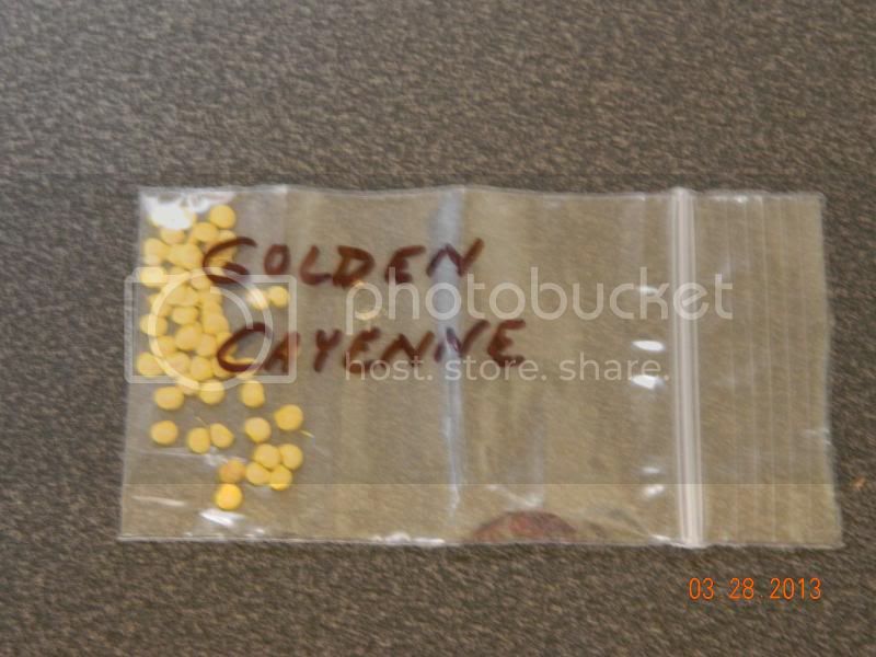 GoldenCayenneseedsfromDocNrock_zpsc7518cae.jpg