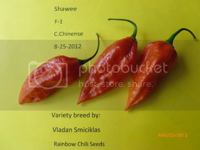 ShaweeF--VladanSmiciklas-RainbowChiliSeedsP1010075.jpg