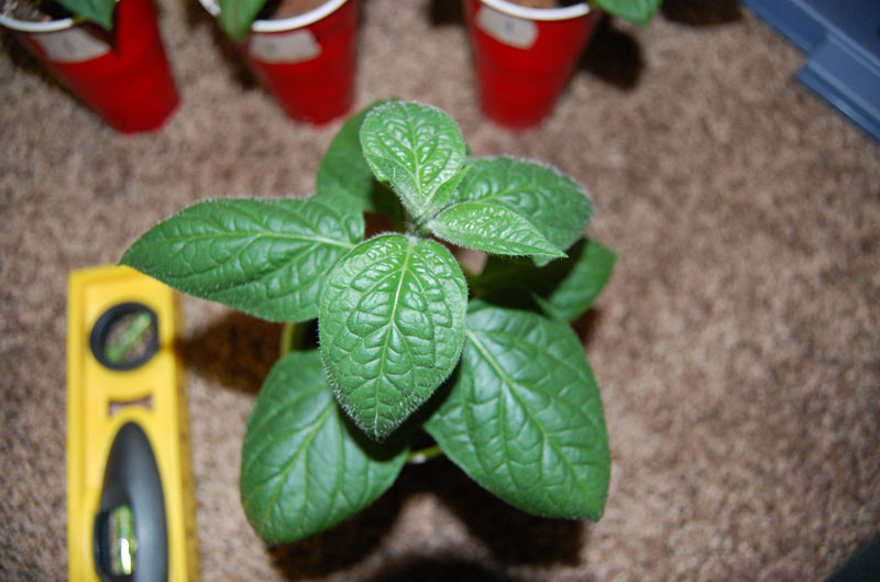 rocoto.jpg